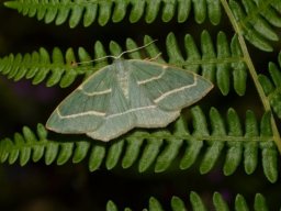 GEOMETRIDAE_ENNOMINAE___Hylaea_fasciaria_f._prasinaria___2016_07_18__2_-564-800-600-80