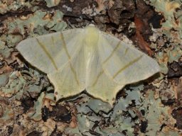 GEOMETRIDAE_ENNOMINAE___Ourapteryx_sambucaria___2016_07_16__2_-566-800-600-80