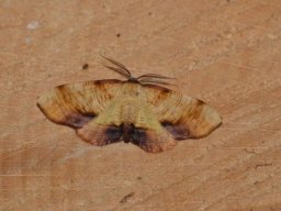 GEOMETRIDAE_ENNOMINAE___Plagodis_dolabraria___2016_07_18-568-800-600-80