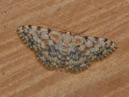 GEOMETRIDAE_STERRHINAE___Scopula_rufomixtaria___2016_07_25-570-800-600-80
