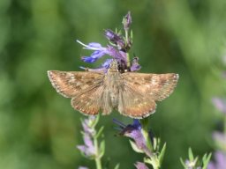 Hesperidae_Pyrginae___Erynnis_tages___Le_Point_de_Hongrie___2015_08_02-250-800-600-80