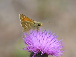 Hesperidae___Hesperia_comma____La_Virgule___2015_08_04-246-800-600-80
