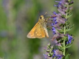 Hesperidae___Ochlodes_sylvanus___La_Sylvaine___2015_08_02-248-800-600-80