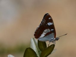 Limenitidae___Limenitis_reducta___Sylvain_azur_____2015_08_04-258-800-600-80