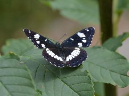 Limenitidae___Limenitis_reducta___Sylvain_azur_____2015_08_08_1_-254-800-600-80