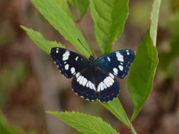 Limenitidae___Limenitis_reducta___Sylvain_azur_____2015_08_08_2_-256-800-600-80