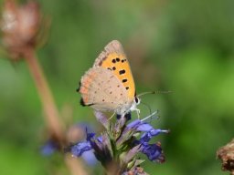 Lycaenidae_Lycaeninae___Lycaena_phlaeas___Azur___commun___2015_08_02_1_-268-800-600-80