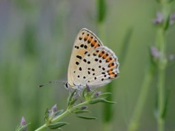 Lycaenidae_Lycaeninae___Lycaena_tityrus___Cuivr___fuligineux___2015_08_01-264-800-600-80