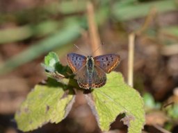 Lycaenidae_Lycaeninae___Lycaena_tityrus___Cuivr___fuligineux___2015_08_02-266-800-600-80