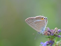 Lycaenidae_Polyommatinae____Lampides_boeticus___Azur___porte_queue___2015_08_04_2_-272-800-600-80