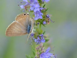 Lycaenidae_Polyommatinae____Lampides_boeticus___Azur___porte_queue__femelle____2015_08_04-274-800-600-80