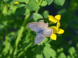 Lycaenidae_Polyommatinae____Lampides_boeticus___Azur___porte_queue__m__le____2015_08_04-276-800-600-80