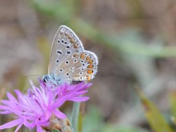 Lycaenidae_Polyommatinae____Polyommatus_icarus___Azur___commun___2015_08_01-284-800-600-80