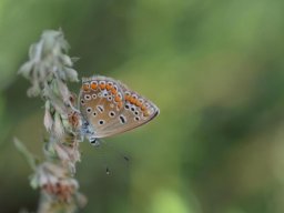 Lycaenidae_Polyommatinae____Polyommatus_icarus___Azur___commun___2015_08_04-280-800-600-80