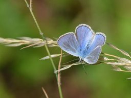 Lycaenidae_Polyommatinae____Polyommatus_icarus___Azur___commun___2015_08_05-282-800-600-80