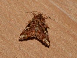 NOCTUIDAE_ERIOPINAE___Callopistria_juventina___2016_07_18__2_-572-800-600-80