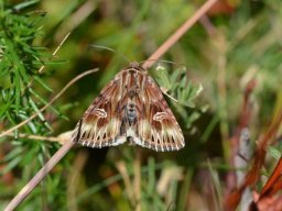 NOCTUIDAE_NOCTUINAE___Actinotia_radiosa___2016_07_18-574-800-600-80