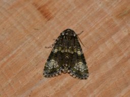 NOCTUIDAE_NOCTUINAE___Craniophora_ligustri___2016_07_24-576-800-600-80
