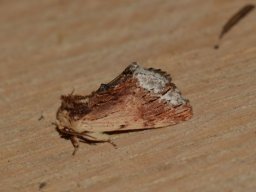 NOTODONTIDAE_NOTODONTINAE___Ptilodon_cucullina___2016_07_22-578-800-600-80