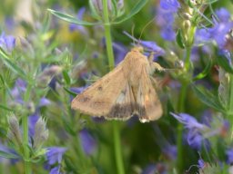 Noctuidae_Heliothinae___Heliothis_peltigera___La_Noctuelle_Peltig__re___2015_08_04-286-800-600-80