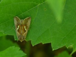 Noctuidae_Plusiinae____Macdunnoughia_confusa___la_Goutte_d_Argent___2015_08_02-288-800-600-80