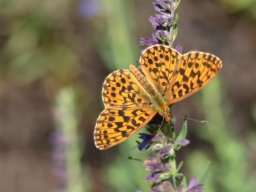 Nymphalidae_Heliconiinae____Boloria_dia___La_Petite_Violette____2015_08_02-290-800-600-80