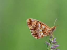 Nymphalidae_Heliconiinae____Boloria_dia___La_Petite_Violette____2015_08_04-292-800-600-80