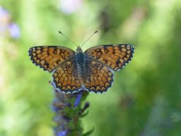 Nymphalidae_Melitaeinae___Melitaea_athalia___M__lit__e_du_m__lampyre___2015_08_02-296-800-600-80