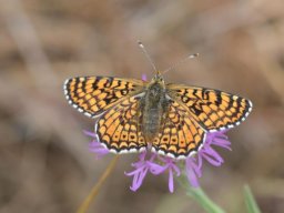 Nymphalidae_Melitaeinae___Melitaea_cinxia____M__lit__e_du_plantain___2015_08_01_1_-298-800-600-80