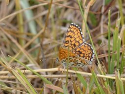Nymphalidae_Melitaeinae___Melitaea_cinxia____M__lit__e_du_plantain___2015_08_01_3_-302-800-600-80