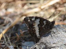 Nymphalidae_Satyrinae___Brintesia_circe___Le_Sil__ne___2015_08_02-306-800-600-80