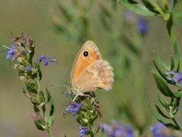 Nymphalidae_Satyrinae___Coenonympha_pamphilus___Le_Procris___2015_08_02-308-800-600-80