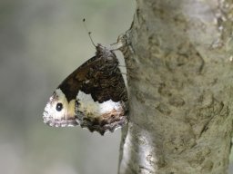 Nymphalidae_Satyrinae___Hipparchia_sp____Hipparchia__fagi____Le_Sylvandre___2015_08_03-312-800-600-80