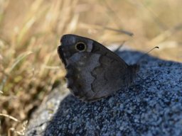 Nymphalidae_Satyrinae___Hipparchia_statilinus___Le_Faune___2015_08_02-314-800-600-80