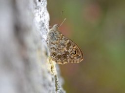 Nymphalidae_Satyrinae___Lasiomata_egera___La_M__g__re__le_Satyre___2015_08_04-318-800-600-80