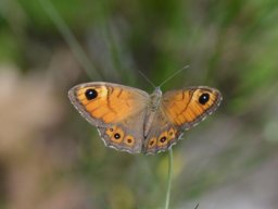 Nymphalidae_Satyrinae___Lasiomata_maera___L_Ariane___2015_08_04-320-800-600-80