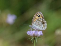 Nymphalidae_Satyrinae___Lasiomata_maera___L_Ariane__le_N__musien___2015_08_04-322-800-600-80