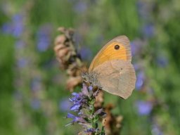 Nymphalidae_Satyrinae___Maniola_jurtina___Le_Myrtil___2015_08_02-326-800-600-80