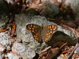 Nymphalidae_Satyrinae___Pararge_aegeria___le_Tircis___2015_08_03-328-800-600-80