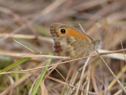 Nymphalidae_Satyrinae___Pyronia_tithonus___L_Amaryllis___2015_08_01-332-800-600-80