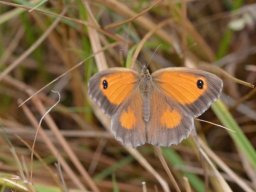 Nymphalidae_Satyrinae___Pyronia_tithonus___femelle___L_Amaryllis___2015_08_01-330-800-600-80