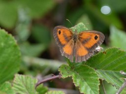 Nymphalidae_Satyrinae___Pyronia_tithonus___m__le__L_Amaryllis___2015_08_01-334-800-600-80