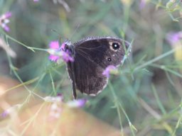 Nymphalidae_Satyrinae___Satyrus_sp____Satyrus_actaea_____Petite_Coronide____2015_08_03-336-800-600-80