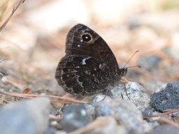 Nymphalidae_Satyrinae___Satyrus_sp____Satyrus_actaea_____Petite_Coronide____2015_08_05_1_-338-800-600-80