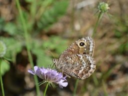 Nymphalidae_Satyrinae___Satyrus_sp____Satyrus_actaea_____Petite_Coronide____2015_08_05_2_-340-800-600-80