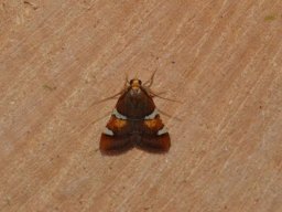 PYRALIDAE_PYRALINAE___Pyralis_regalis___2016_07_23-580-800-600-80