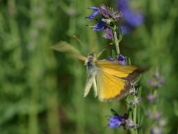 Pieridae___Colias_crocea___Le_Souci___2015_08_02-350-800-600-80