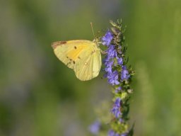 Pieridae___Colias_crocea___Le_Souci___2015_08_04-352-800-600-80