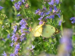 Pieridae___Colias_sp____Colias_alfacariensis_____Le_Fluor______2015_08_04-354-800-600-80