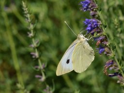 Pieridae___Pieris_brassicae___LA_Pi__ride_du_chou___2015_08_02-360-800-600-80
